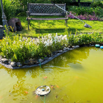Immerklar gegen grünen Teich