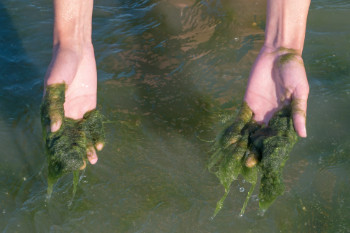 Algen im Teich: Entstehung verstehen und wirksam bekämpfen Art.-Nr. p47708